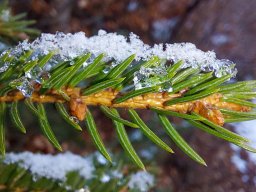 Baum Kristalle